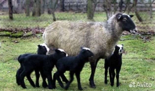 Овечка-ярочка