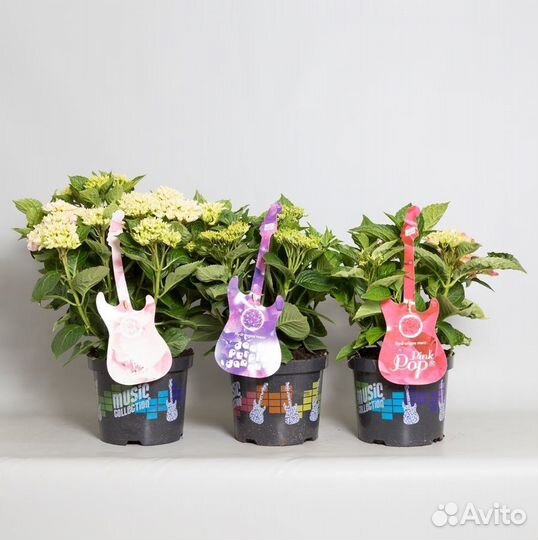 Гортензия крупнолистная Голландия 2 литра