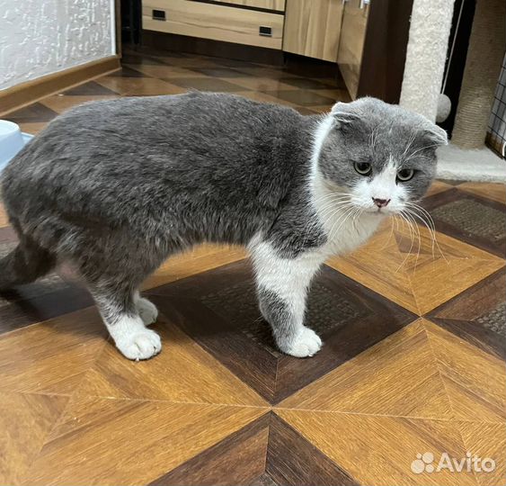 Британский вислоухий кот
