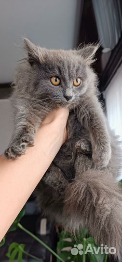 Британские котята