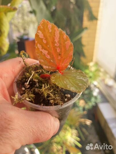 Бегонии Бреверимоза (brevirimosa) и другие