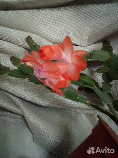 Декабрист шлюмбергера