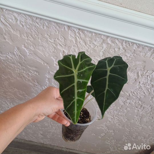 Алоказия Полли