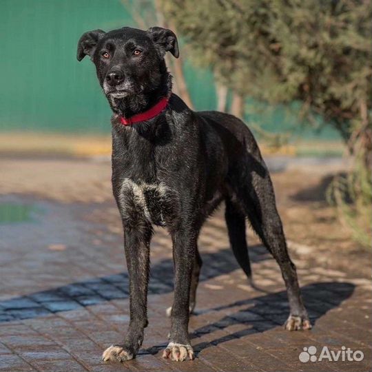 Заберите собаку из приюта