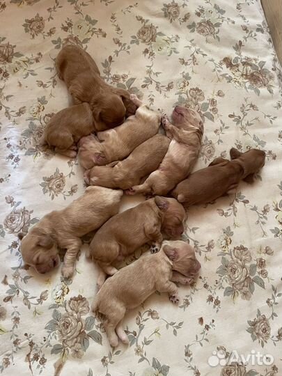 Щенки спаниеля