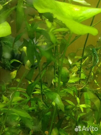 Аквариумные растения