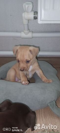 Помесь мин пина и русского той терьра