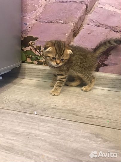 Британские котята