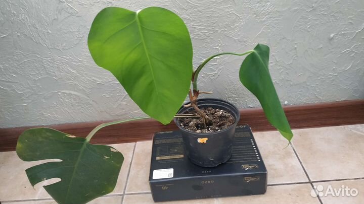 Монстера и др