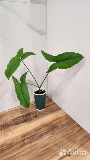 Сингониум моттлед