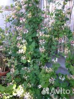 Жимолость каприфоль