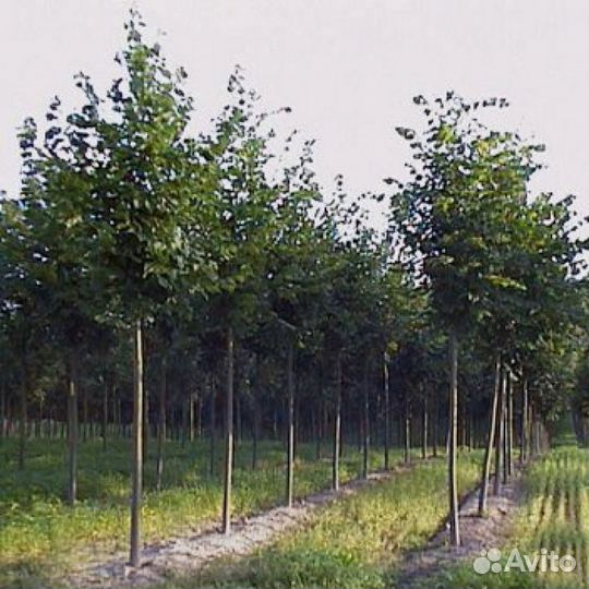 Липа крупнолистная