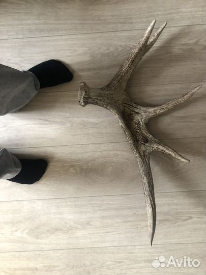 Продам рога лося