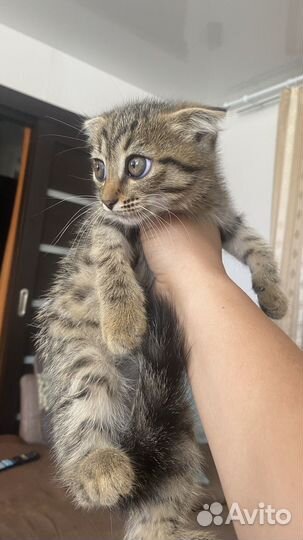 Котята вислоухие в добрые руки