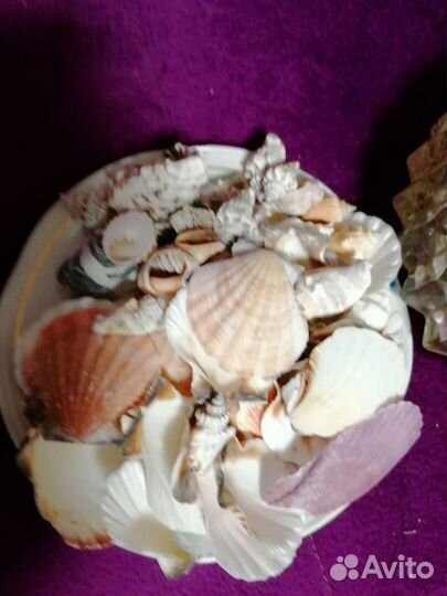 Морские ракушки разные
