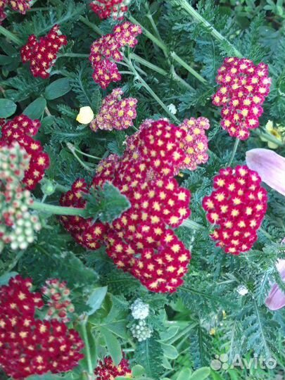 Тысячелистники