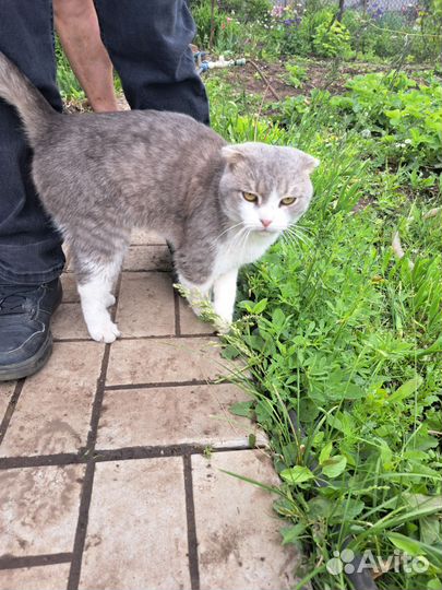 Кот вислоухий бесплатно