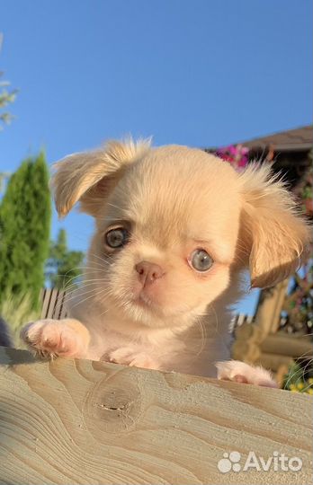 Длинношерстные чихуахуа