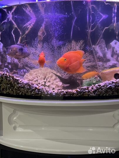 Аквариум