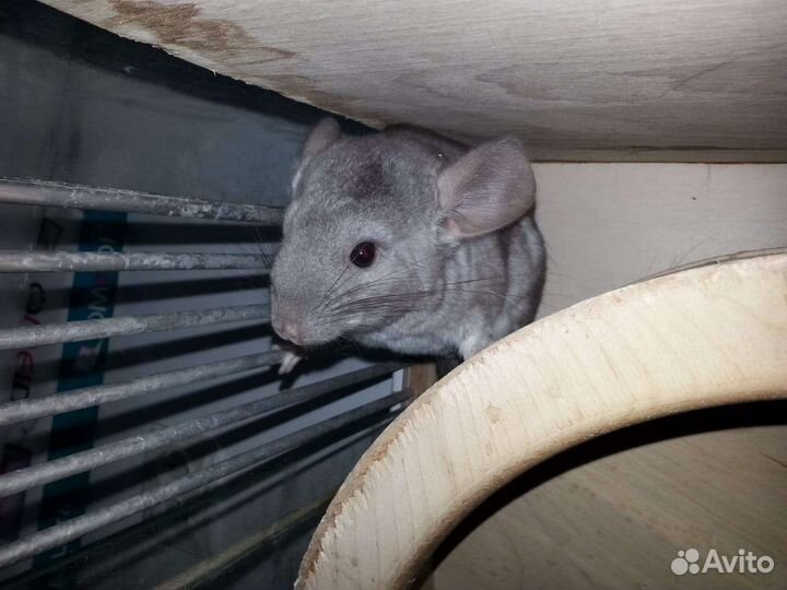 Шиншиллы домашние