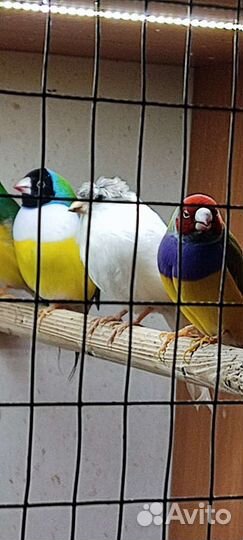 Канарейки и амадины
