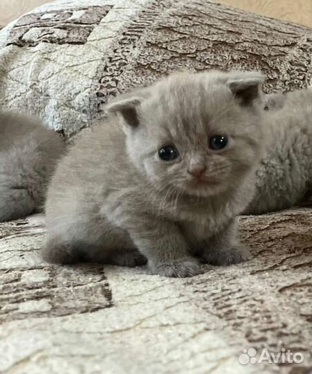 Котята - скотиш фолд и скотиш страйт. Лиливые