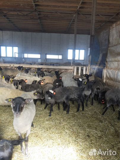 Овцы Романовской породы