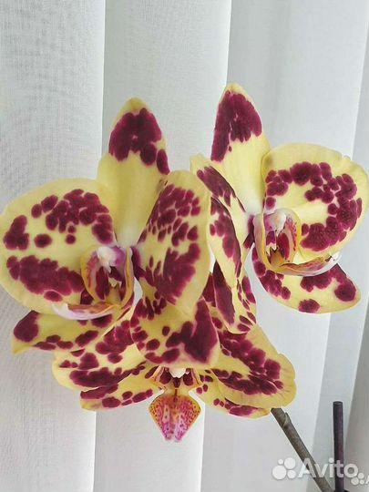 Орхидея фаленопсис Спач боб