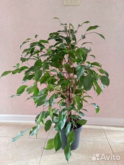 Фикус бенджамина