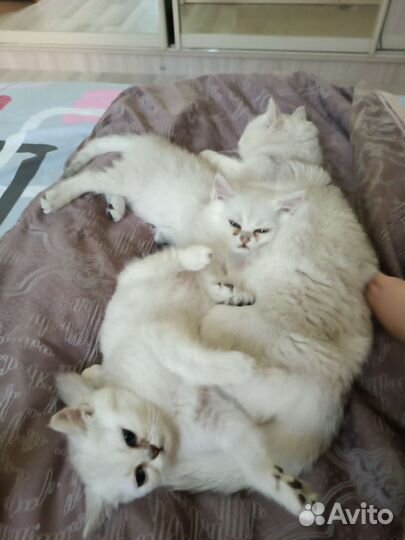 Котята британская шиншилла