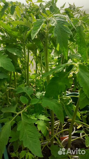 Рассада помидор