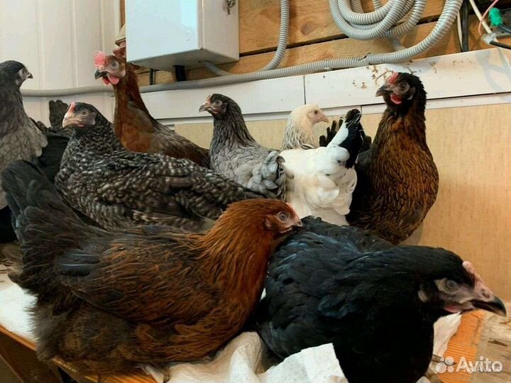 Несушки самые лучшие яичные породы