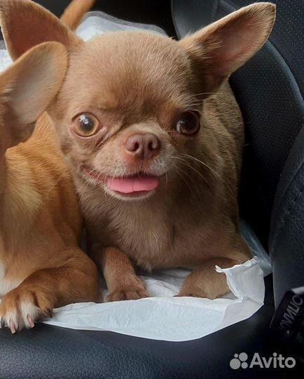 Вязка Лиловый кобель