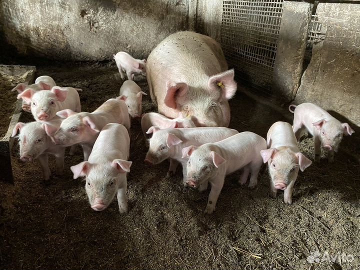 Поросята ландрас - дюрок