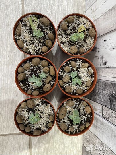 Суккуленты