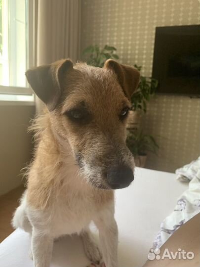 Готов к вязке