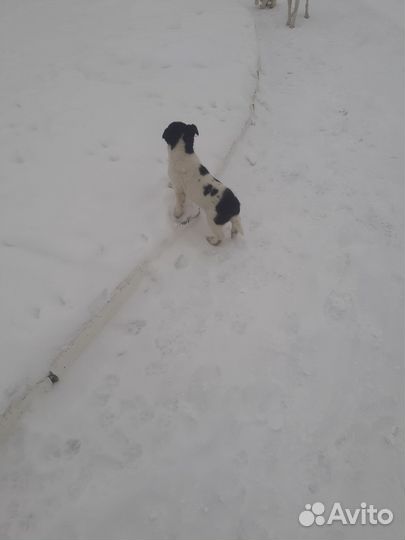 Симпатичные дворяне