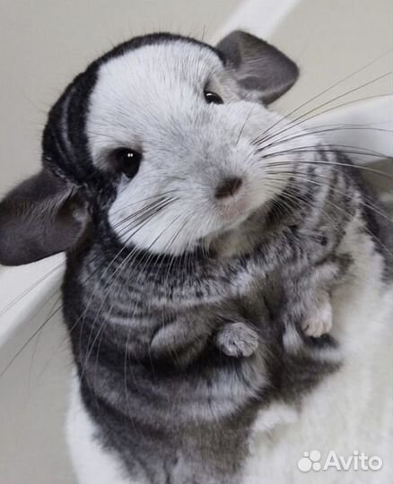 Очаровательные шиншиллы из питомника в Подмосковье