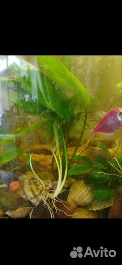 Эхинодорус