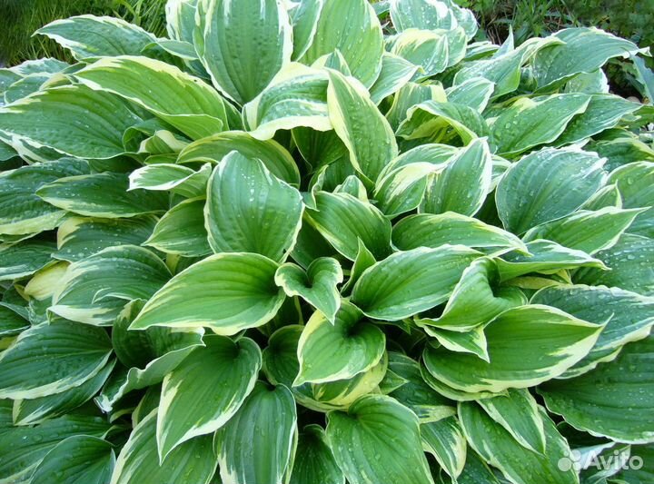 Хосты,эхинацея,монарда