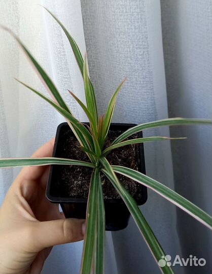 Пальма драцена