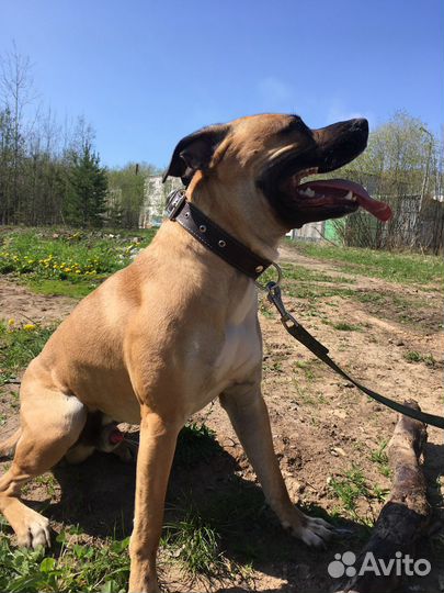 Питбультерьер вязка