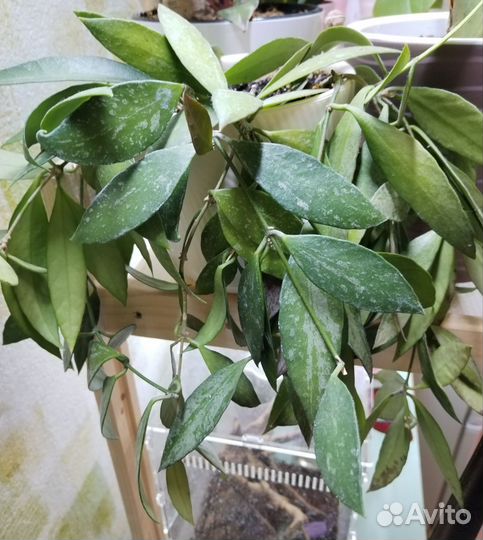 Хойя грацилис