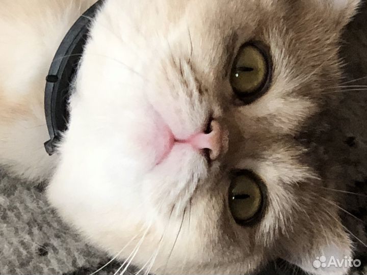 Кошка вислоухая