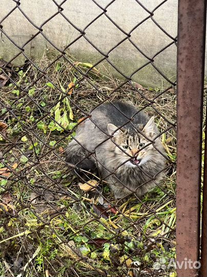Котята ищут дом
