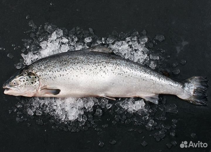 Свежемороженая форель оптом