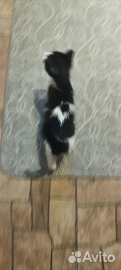 Кошка бесплатно