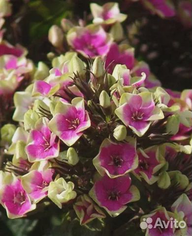 Флокс метельчатый Майкс Чойс