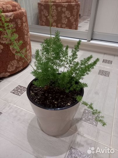 Аспарагус Мейера