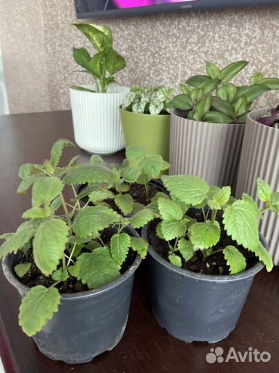 Рассада мяты